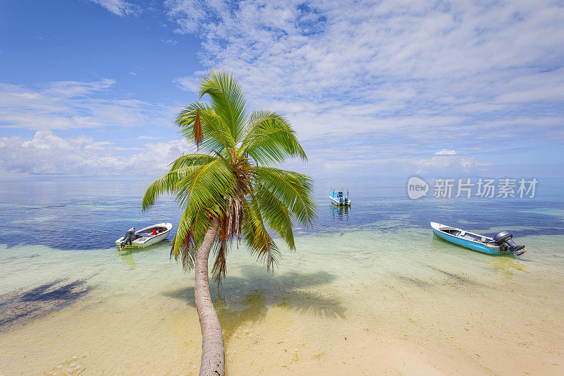 热带海滩Anse St. Sauveur与棕榈树隐没在普拉林岛海滩，花岗岩塞舌尔，群岛国家在印度洋